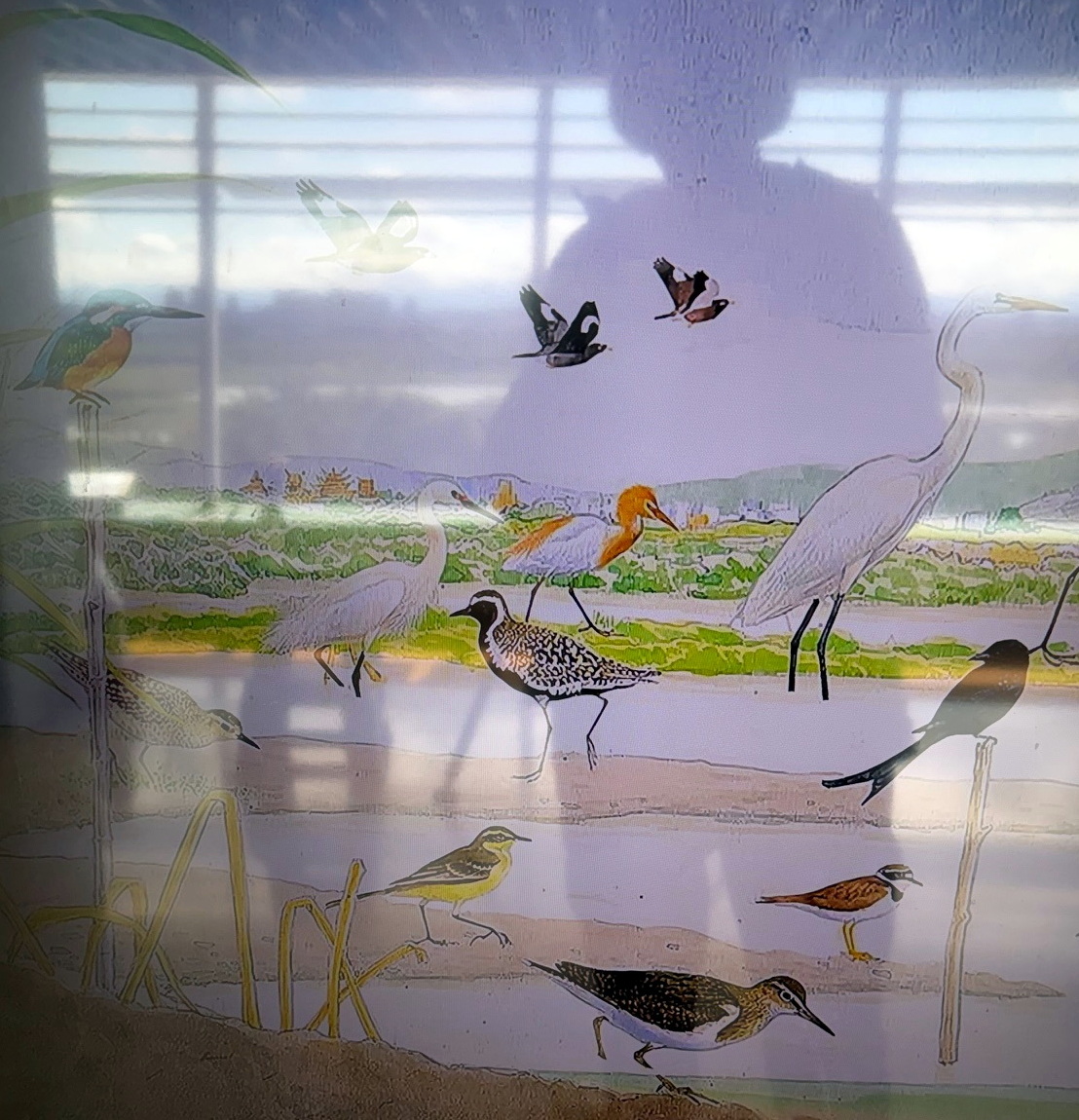 During a January visit to Taipeiʻs Guandu Nature Park, I found a Pacific Golden Plover in the center of their display. The city's reclaimed wetland (and me) are reflected in the species exhibit. ©Susan Scott